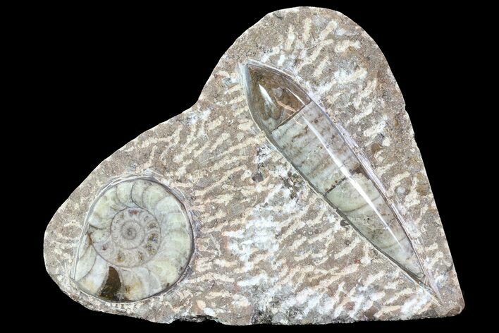 Fossil Goniatite & Orthoceras Display #77212